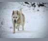 Cotton Candy, an Alaskan Malamute and German Shepherd Dog mix tested with EmbarkVet.com