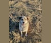 Kayman, an American Pit Bull Terrier and Australian Shepherd mix tested with EmbarkVet.com