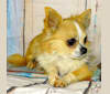 Nacho, a Chihuahua tested with EmbarkVet.com