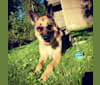 Huttser, a German Shepherd Dog tested with EmbarkVet.com
