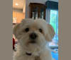 Noel, a Poodle (Small) and Chihuahua mix tested with EmbarkVet.com