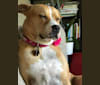 Tiger Lily, a Staffordshire Terrier and Boxer mix tested with EmbarkVet.com