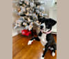 Molly, an American Pit Bull Terrier and Chihuahua mix tested with EmbarkVet.com