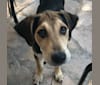 Quinn, a Labrador Retriever and German Shepherd Dog mix tested with EmbarkVet.com