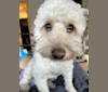 Jackson, a Poodle (Small) and Yorkshire Terrier mix tested with EmbarkVet.com
