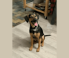Tiny Bean, a Beagle and German Shepherd Dog mix tested with EmbarkVet.com