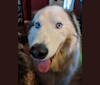 Photo of Duke, a Siberian Husky, Alaskan Malamute, and Samoyed mix in Nogales, Sonora, Mexico