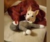 Basil, a Chihuahua and Miniature Pinscher mix tested with EmbarkVet.com