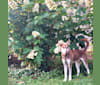 Silas, a Labrador Retriever and Siberian Husky mix tested with EmbarkVet.com