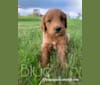 Blue Collar, a Goldendoodle tested with EmbarkVet.com