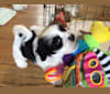 Juno Petite Joie a dog tested with EmbarkVet.com