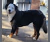 Blue, a Bernese Mountain Dog tested with EmbarkVet.com