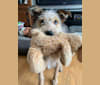 Henry, a Miniature Schnauzer and Australian Cattle Dog mix tested with EmbarkVet.com
