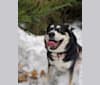 Lana, a Staffordshire Terrier and Siberian Husky mix tested with EmbarkVet.com