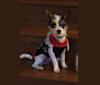 Milo, a Chihuahua and Shih Tzu mix tested with EmbarkVet.com