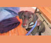 Finn, an American Village Dog tested with EmbarkVet.com
