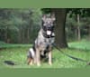 Daisy Meadow's Pepper Rio, a German Shepherd Dog tested with EmbarkVet.com