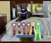 Cooper, a German Shepherd Dog and Doberman Pinscher mix tested with EmbarkVet.com