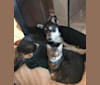 Finn, a Miniature Schnauzer and Siberian Husky mix tested with EmbarkVet.com