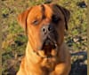 Roscoe, a Dogue de Bordeaux and Rottweiler mix tested with EmbarkVet.com