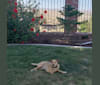 James Dean Bonham, a Chihuahua and Miniature Pinscher mix tested with EmbarkVet.com