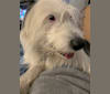 Perry, an Old English Sheepdog and American Pit Bull Terrier mix tested with EmbarkVet.com