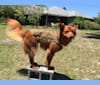 Sagan, a German Shepherd Dog and Chow Chow mix tested with EmbarkVet.com