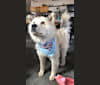 Big Poppa, a Japanese or Korean Village Dog and Akita Inu mix tested with EmbarkVet.com