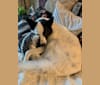 Photo of Scout, a German Shepherd Dog, Norwegian Elkhound, and American Eskimo Dog mix in Columbus, Ohio, USA
