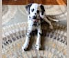 Photo of Indie, a Dalmatian  in Wisconsin, USA