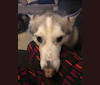 Photo of Chamo, a Siberian Husky, Alaskan Malamute, and German Shepherd Dog mix in Houston, Texas, USA