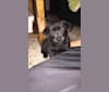 Photo of Emmet, a Norwegian Elkhound and Labrador Retriever mix in New Paris, Indiana, USA