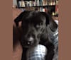Pecia, a Bulldog and Labrador Retriever mix tested with EmbarkVet.com