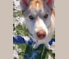 Photo of Kody Chasky, a Siberian Husky and American Pit Bull Terrier mix in Texas, USA