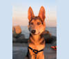 Shale a dog tested with EmbarkVet.com