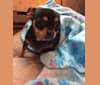 Photo of Coco, a Chihuahua  in Sutton, Massachusetts, USA