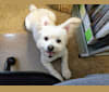 JoJo, a Poodle (Small) and Pomeranian mix tested with EmbarkVet.com