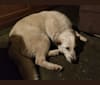 Jessie, an Eastern European Village Dog and Sarplaninac mix tested with EmbarkVet.com