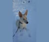 Photo of Loki, a Siberian Husky, Australian Cattle Dog, Alaskan Malamute, and Mixed mix in Québec, Canada