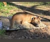 The Wizard’s Koga Tāne, a New Guinea Singing Dog tested with EmbarkVet.com