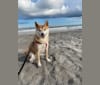 Nina, a Shiba Inu tested with EmbarkVet.com