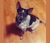 Trigger, a Rat Terrier and Australian Cattle Dog mix tested with EmbarkVet.com