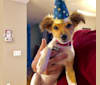 Leonardo, a Rat Terrier and Chihuahua mix tested with EmbarkVet.com