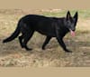 Karma-Sturmhaus's Phönix, a German Shepherd Dog tested with EmbarkVet.com
