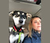 Dottie, an Indian Indigenous Dog and Doberman Pinscher mix tested with EmbarkVet.com