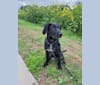 Photo of Starker, a Labrador Retriever, American English Coonhound, German Shepherd Dog, American Pit Bull Terrier, Basset Hound, and Mixed mix in Hemphill, Texas, USA