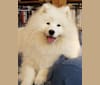 Shelby, a Samoyed tested with EmbarkVet.com