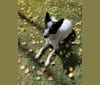 Pancho, an Australian Cattle Dog and Australian Shepherd mix tested with EmbarkVet.com