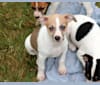 Photo of Katie, a Rat Terrier  in Clearbrook Kennels, Clearbrook Road, Sumas, WA, USA