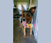 Callie Raye, a Yorkshire Terrier and Australian Cattle Dog mix tested with EmbarkVet.com
